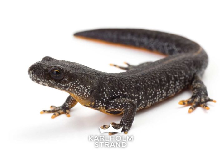 salamander-karlholm